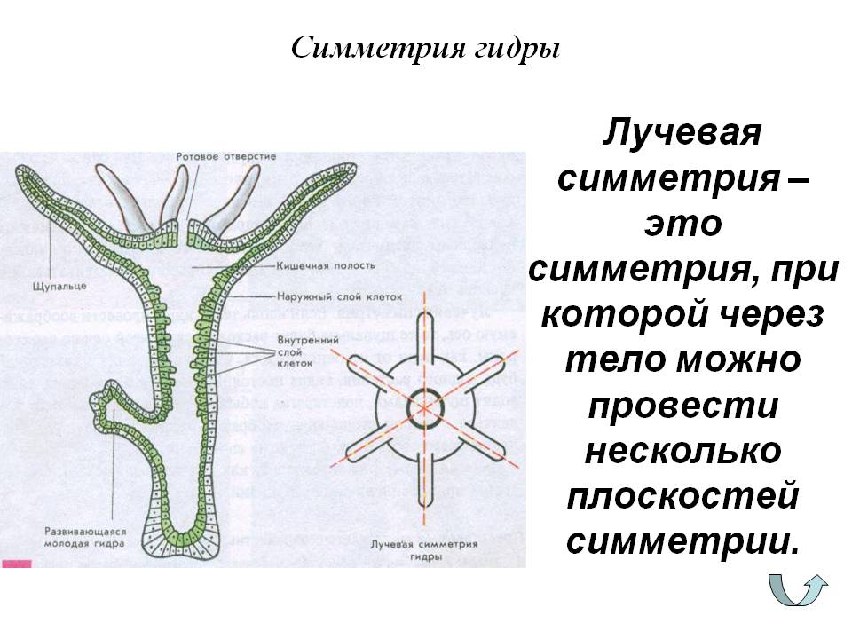 Кракен ссылка тор браузер