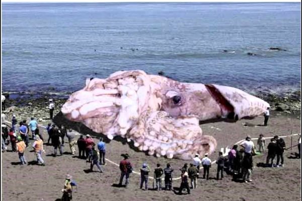 Kraken ссылка kraken torion